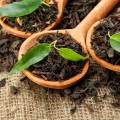 Siyah karadeniz çayı organik ve doğal